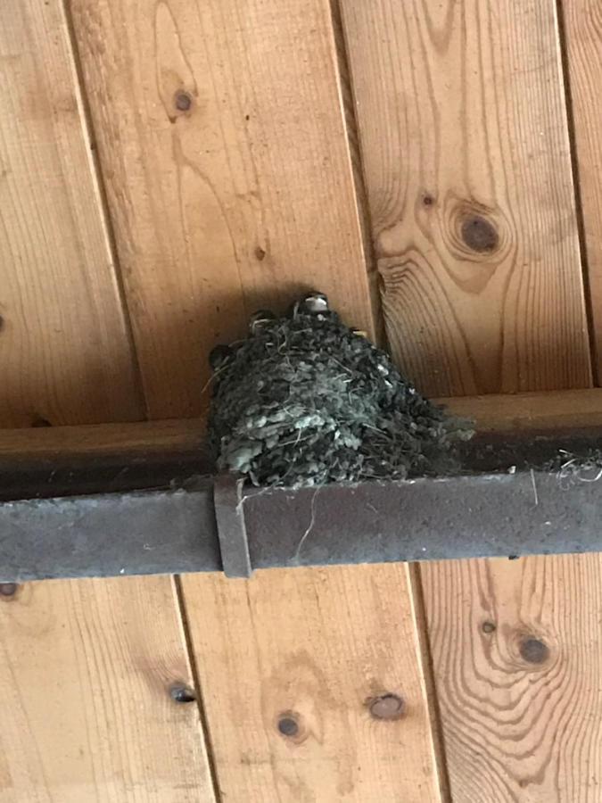 Hering Fewo I Apartment Terrace Wiek auf Rügen Eksteriør billede