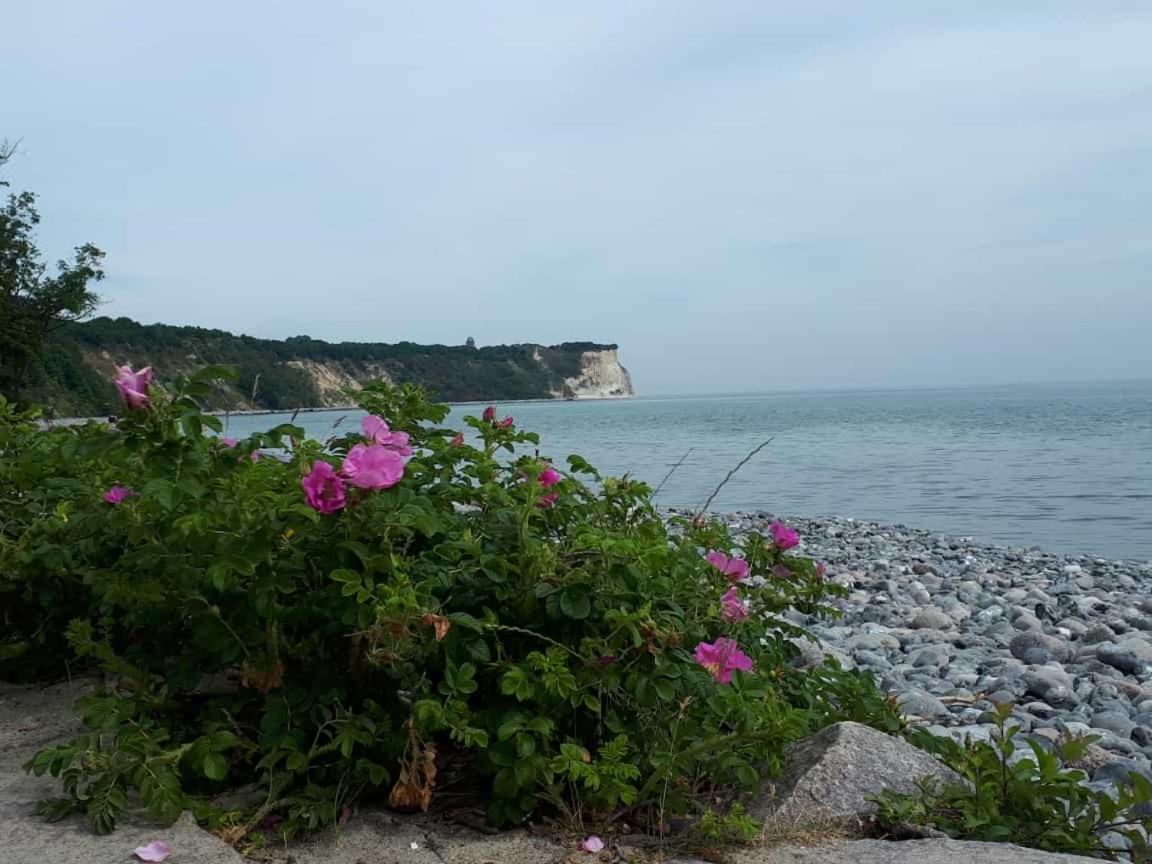 Hering Fewo I Apartment Terrace Wiek auf Rügen Eksteriør billede